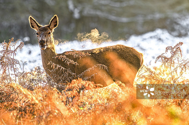 里士满森林中站立的狍鹿图片素材