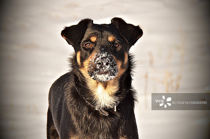 俄罗斯罗威纳犬图片素材