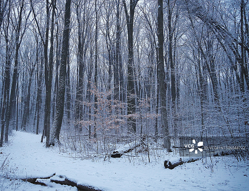 冬季加拿大森林中的树木图片素材