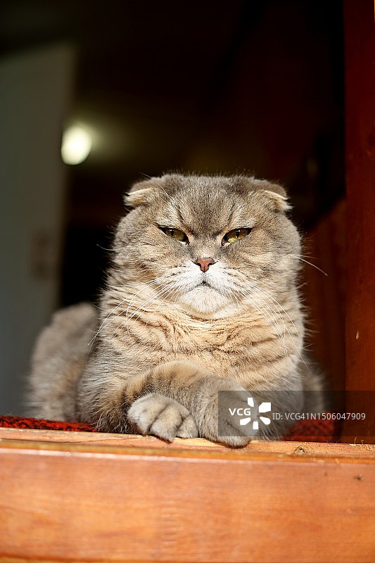 俄罗斯雅罗斯拉夫尔猫咪特写图片素材