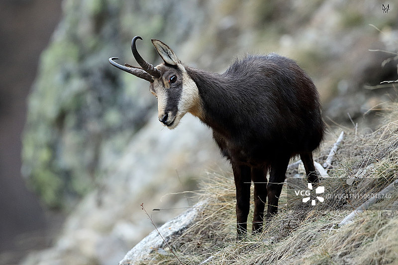野山羊站在瑞士岩石上的侧视图图片素材