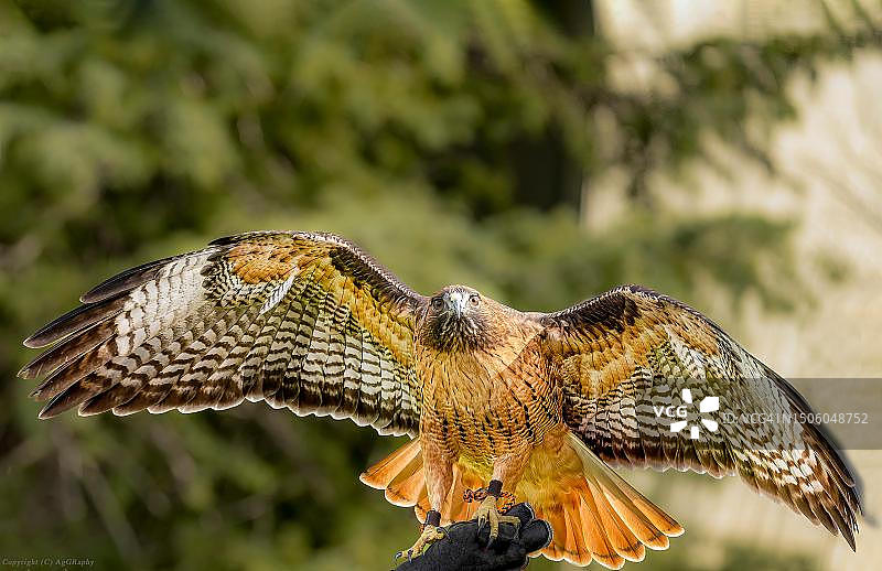 特写：飞过田野的鹰，美国加利福尼亚州拉莫纳图片素材