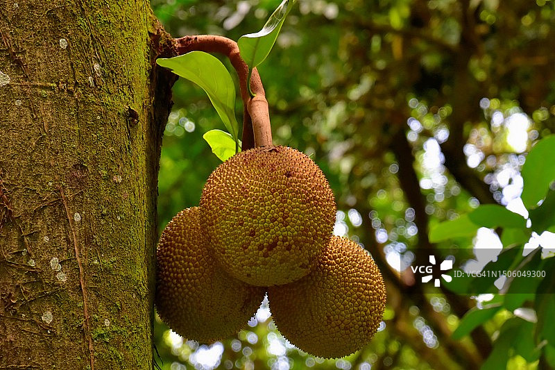 树上生长的水果特写，里约热内卢州，巴西图片素材