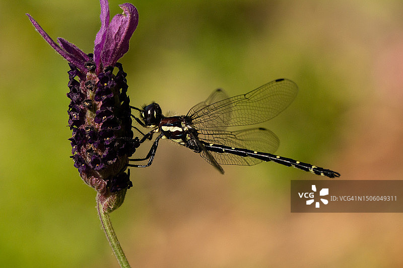 植物上的昆虫特写，澳大利亚维多利亚州盆地图片素材