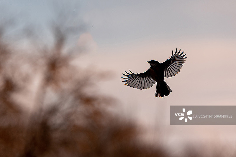 低角度拍摄的鸣禽飞向天空，白俄罗斯图片素材
