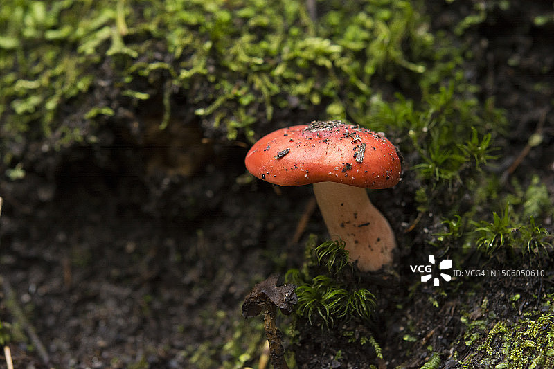 田间黑木耳蝇蝇特写图片素材