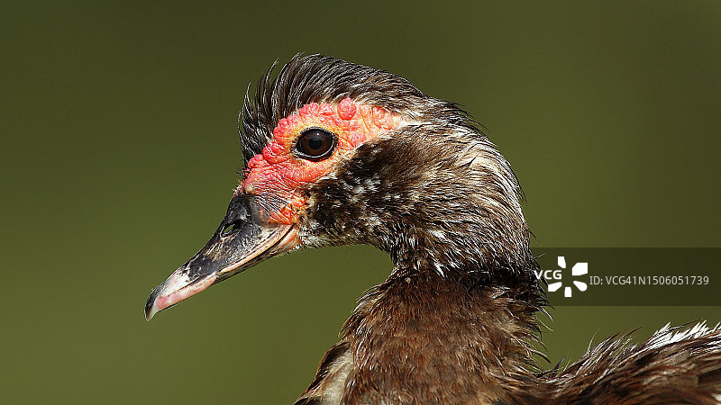 鸭子特写，巴西联邦区图片素材