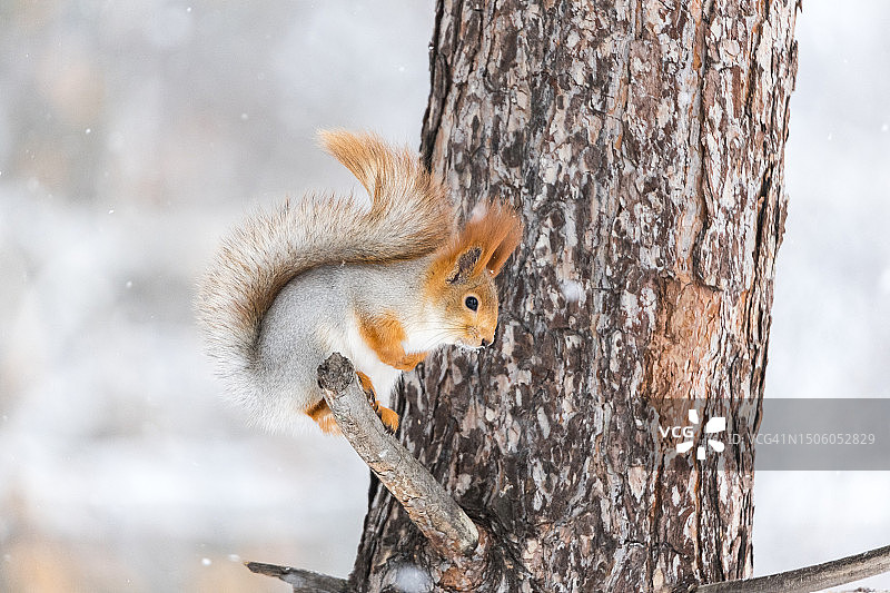 冬季俄罗斯鄂木斯克树干上的美洲红松鼠特写图片素材