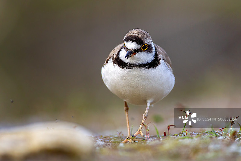 鸻鸟栖息在岩石上的特写，保加利亚图片素材