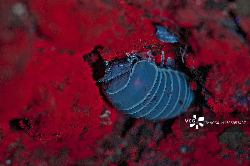 红色蘑菇特写，法国图片素材