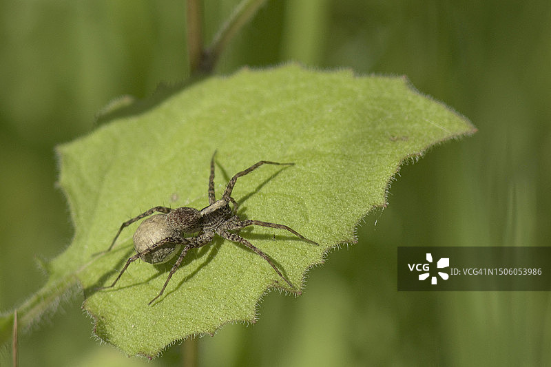 法国，树叶上的蜘蛛特写图片素材