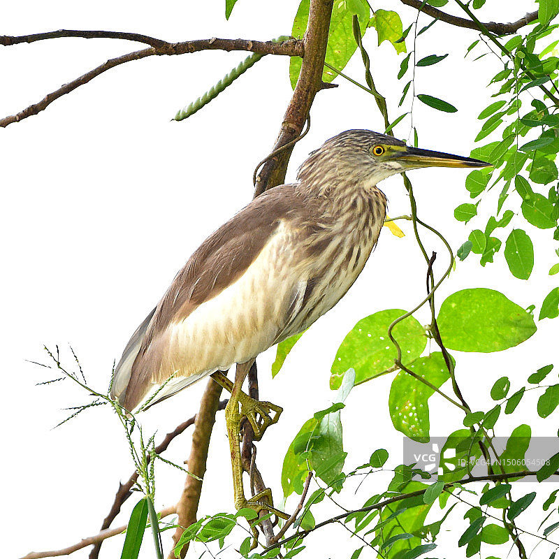 仰视视角：栖息在树上的苍鹭图片素材