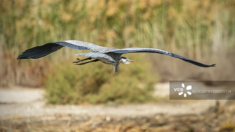 飞过田野的苍鹭特写，埃及塞得港图片素材