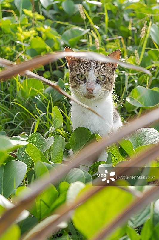 猫咪坐在巴西马拉凯佩植物上的肖像图片素材