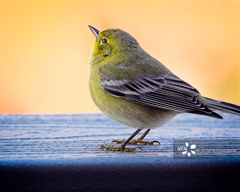 鸣雀栖息于木头特写，美国伍迪努克图片素材