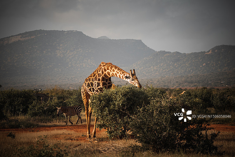 长颈鹿站在原野上，背景是天空，肯尼亚，察沃东国家公园图片素材