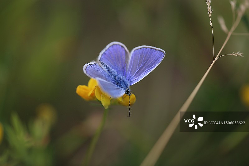 紫色鸢尾花特写，荷兰卡佩勒图片素材
