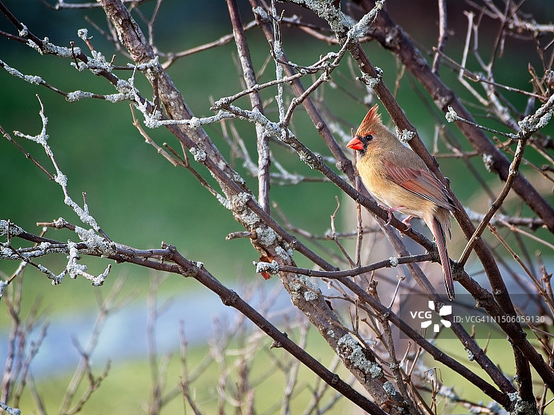 栖息在美国树枝上的北美红雀特写图片素材
