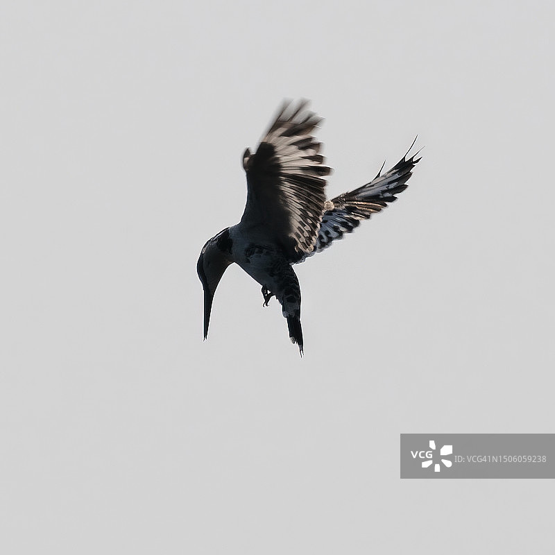 低角度拍摄翠鸟飞过尼泊尔奇特旺晴朗天空图片素材