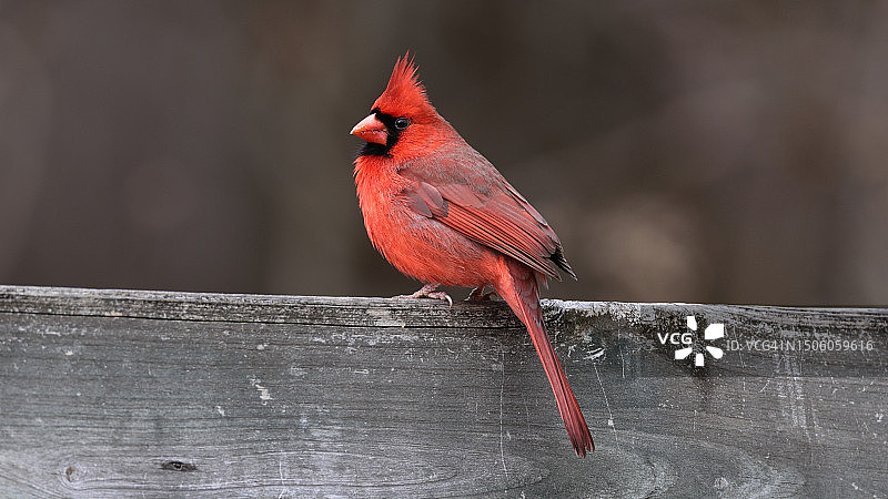 红雀栖息在木头上的特写，美国田纳西州柯达图片素材
