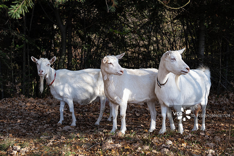 波兰田野上的白色骏马侧面图图片素材