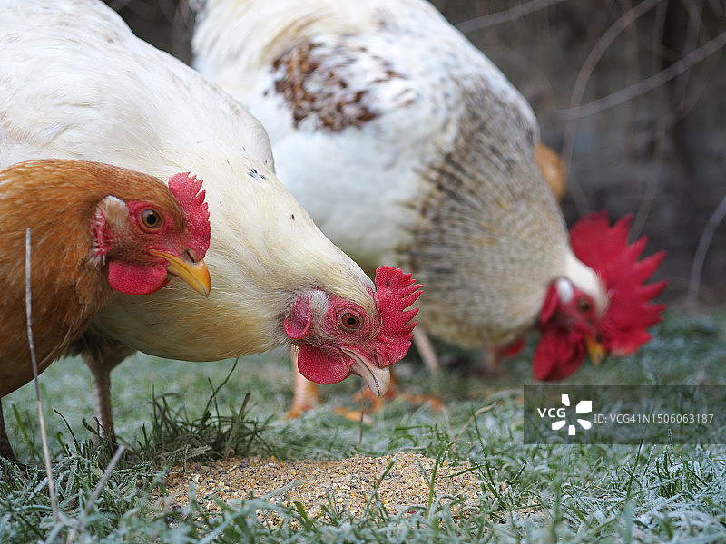 比利时田野里的鸡群特写图片素材