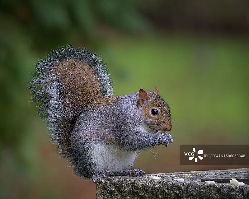 英国伦敦木头上的灰松鼠特写图片素材