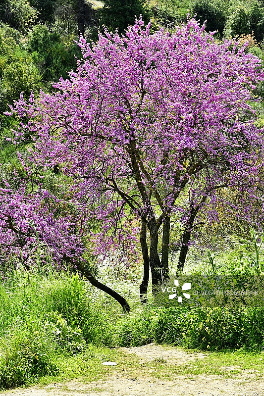 以色列公园的鲜花植物景色图片素材