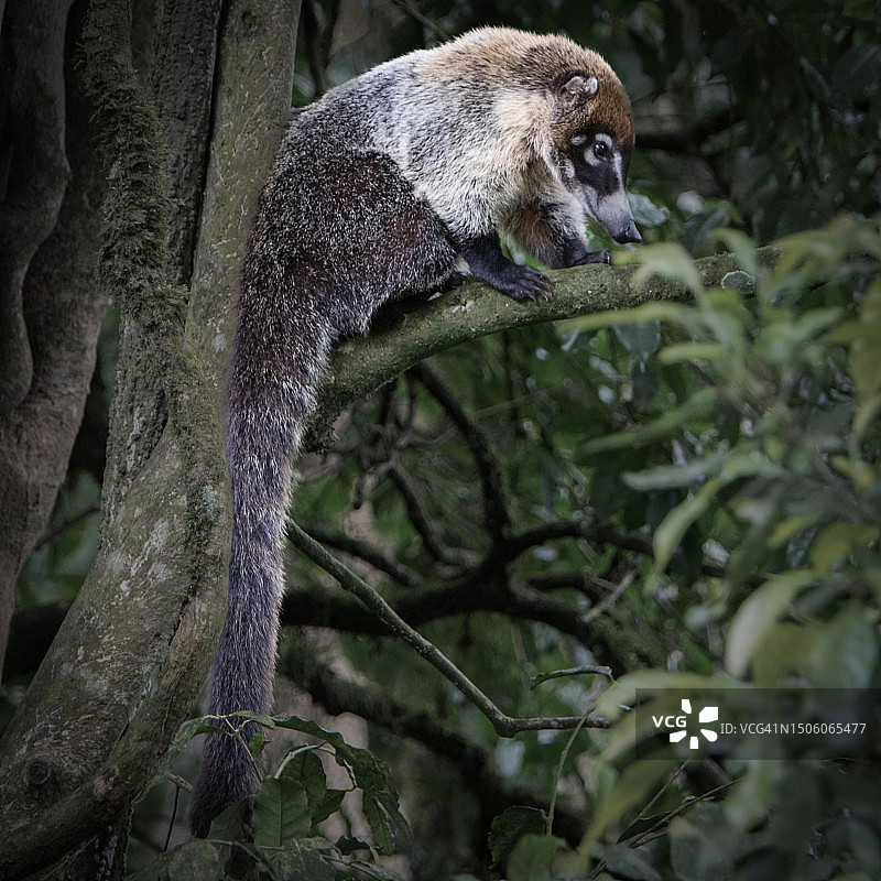 哥斯达黎加树上的松鼠特写图片素材