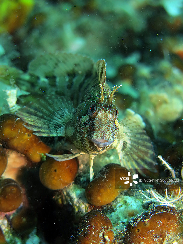 热带海域的蓑鲉特写图片素材