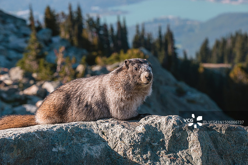 动物在岩石上特写，加拿大不列颠哥伦比亚省惠斯勒图片素材
