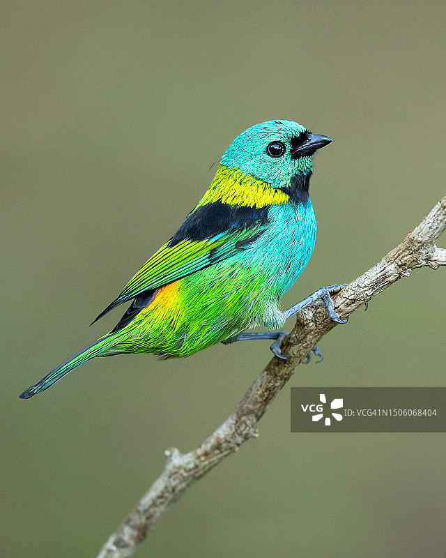 巴西红雀栖息在树枝上的特写图片素材