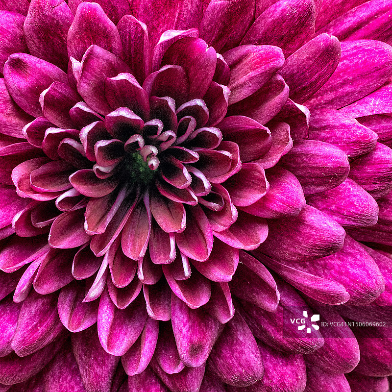 英国利兹的粉色大丽花特写图片素材