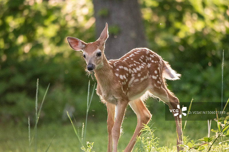 美国宾夕法尼亚州博耶ertown田野中站立的白色动物肖像图片素材