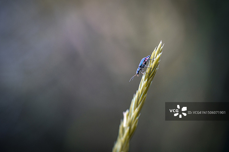 豆娘在植物上的特写，俄罗斯图片素材