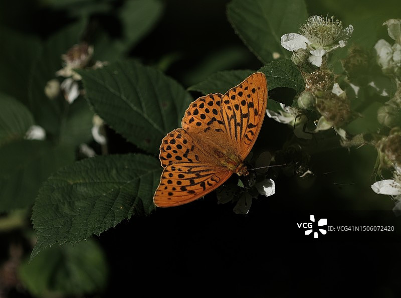 蝴蝶在花上采蜜特写，法国图片素材