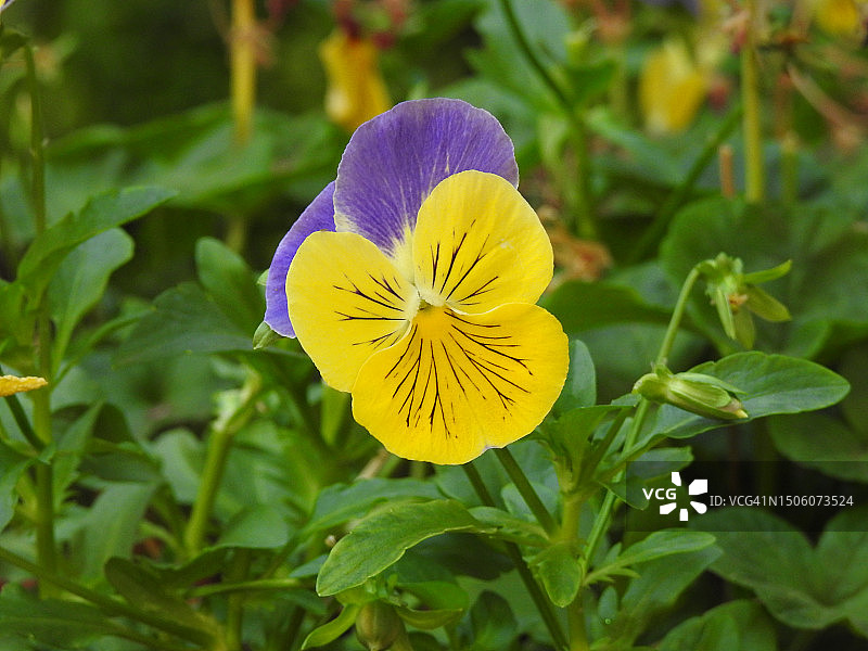 黄色植物特写，布鲁克林，纽约，美国图片素材