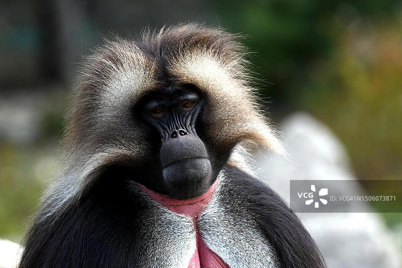格拉达狒狒特写，法国图片素材