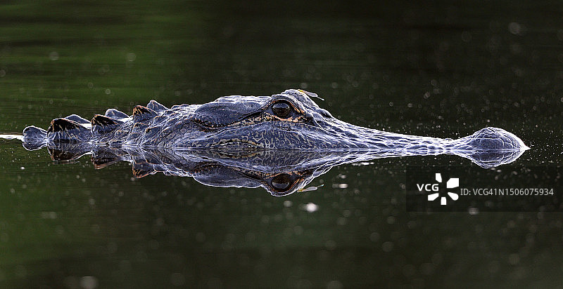 鳄鱼在湖中游泳的特写图片素材