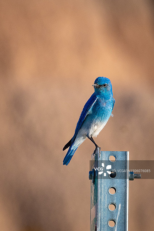 热带鸣禽唐纳雀栖息在木头上特写，恶地国家公园，南达科他州，美国图片素材