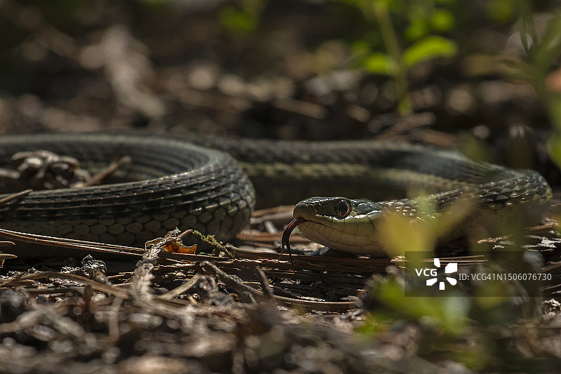 条纹袜带蛇在田野上的特写图片素材