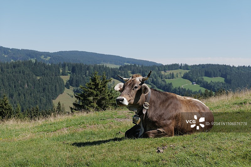 坐在田野上对着天空的牛的肖像图片素材