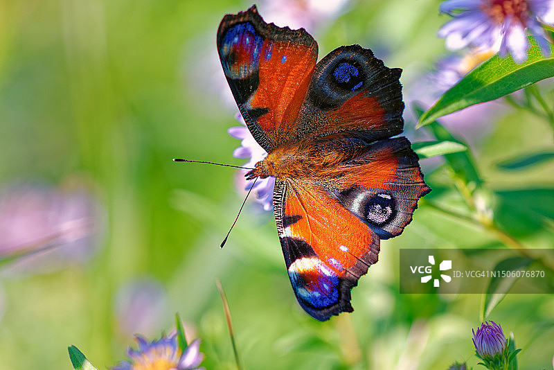 蝴蝶在花朵上采蜜特写，俄罗斯图片素材