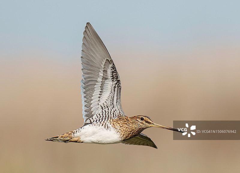葡萄牙维拉弗兰卡-德希拉郊外飞行的杓鹬特写图片素材