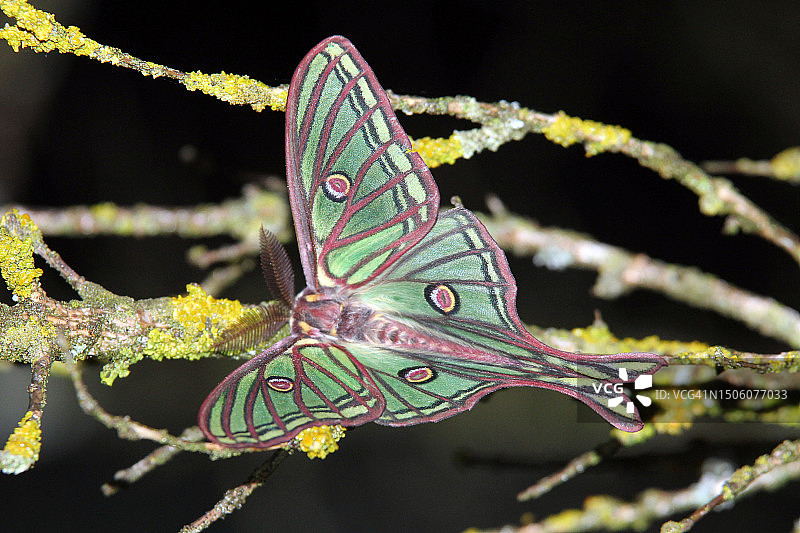蝴蝶栖息在植物上的特写，西班牙蒙特斯基乌城堡公园图片素材