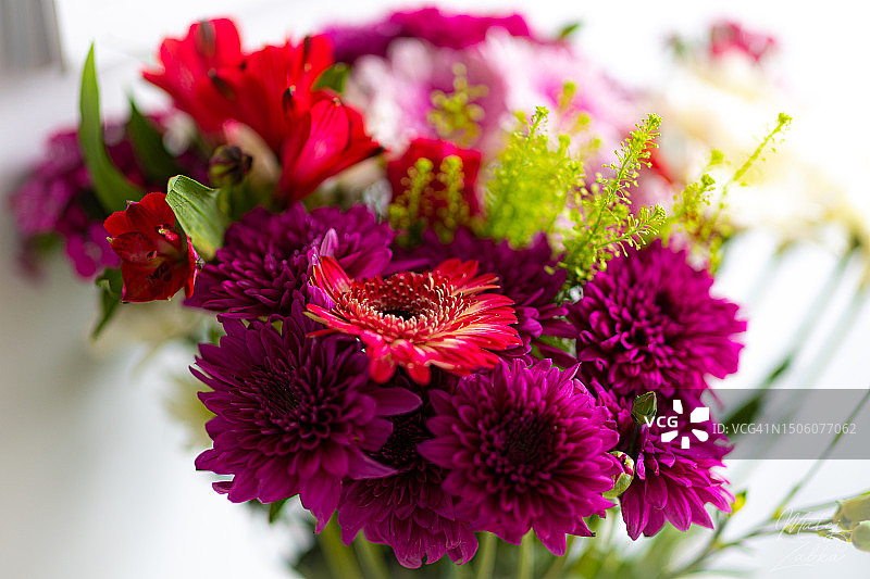 英国布里斯托尔户外盛开的鲜花特写图片素材