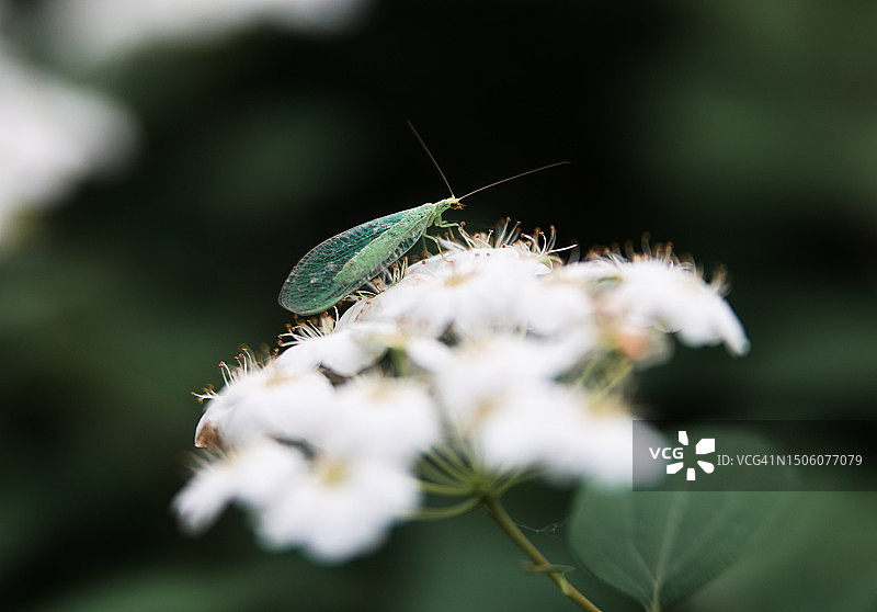 奥地利维也纳花朵上的昆虫特写图片素材