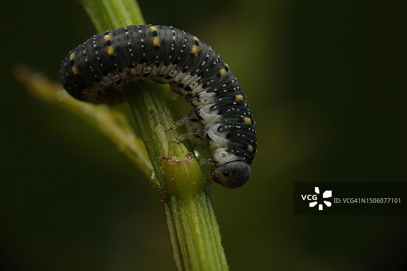 美国约翰·麦克拉伦公园植物上的毛毛虫特写图片素材