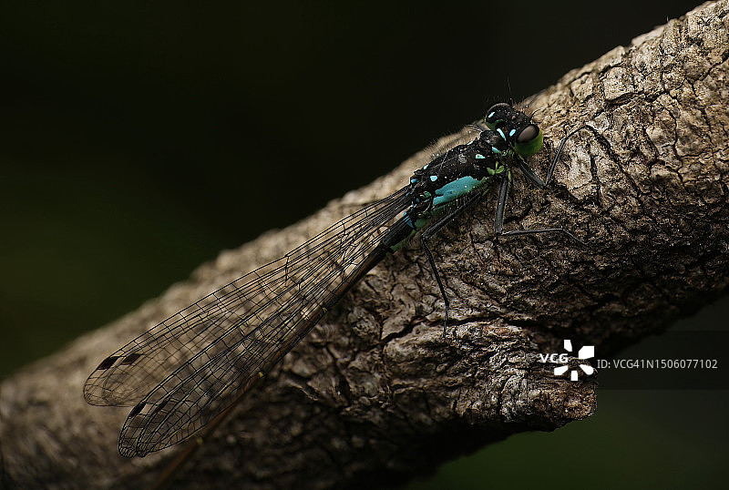 美国约翰·麦克拉伦公园树枝上的蜻蜓特写图片素材