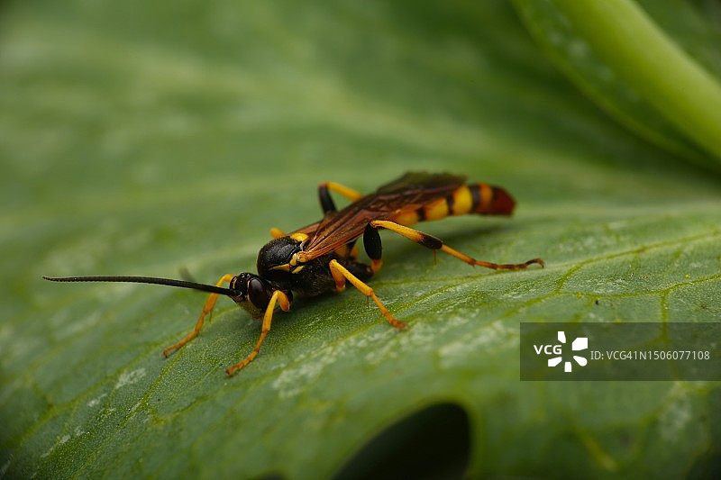 叶子上的昆虫特写，美国约翰·麦克拉伦公园图片素材